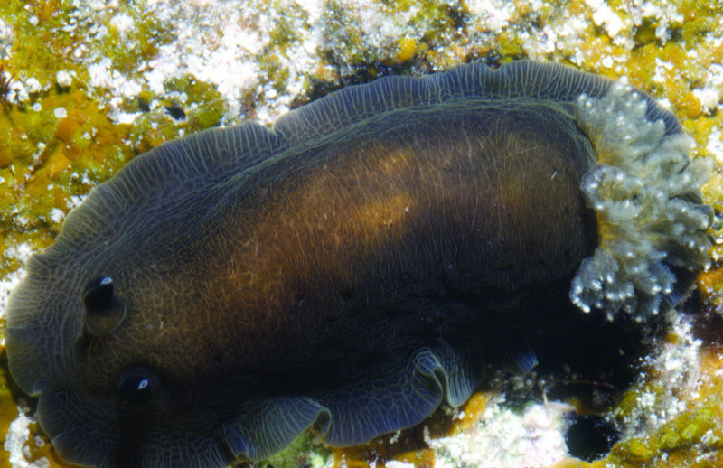 Dendrodoris krebsii